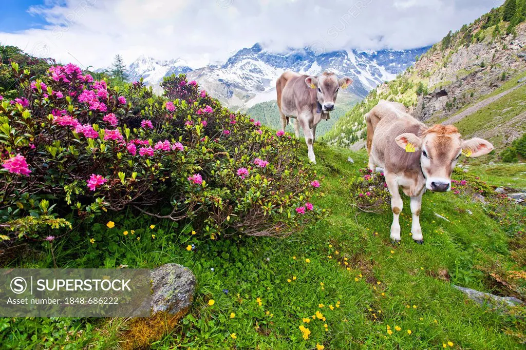 Cows, on the way up to Schoenegg above Sulden in the Suldental valley, Ortlergebiet region, Koenig mountain, Zebru mountain and Ortler mountain at the...