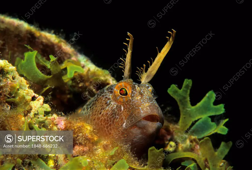 Tentacled blenny (Parablennius tentacularis) looking out of hideaway with algae, Fira, Santorini, Greece, Cyclades, Aegean Sea, Europe