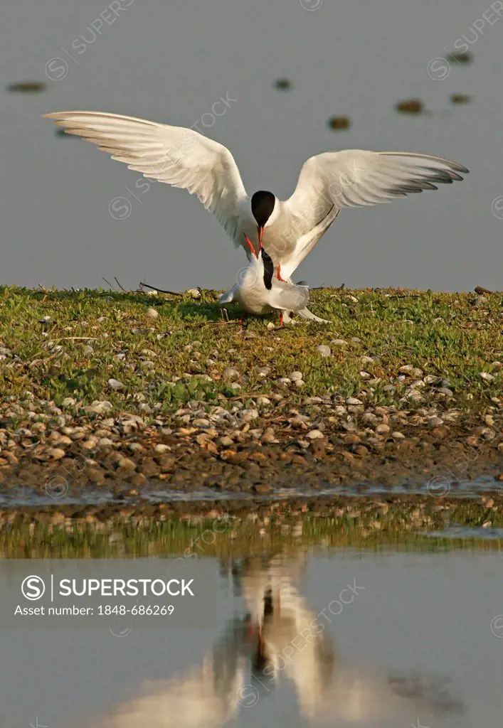 Common tern (Sterna hirundo), copulation