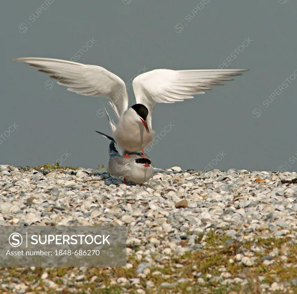 Common tern (Sterna hirundo), copulation