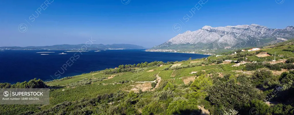 Coastal panorama with vineyards, overlooking the Island of Korcula, Orebic, Peljesac Peninsula, Dalmatia, Croatia, Europe
