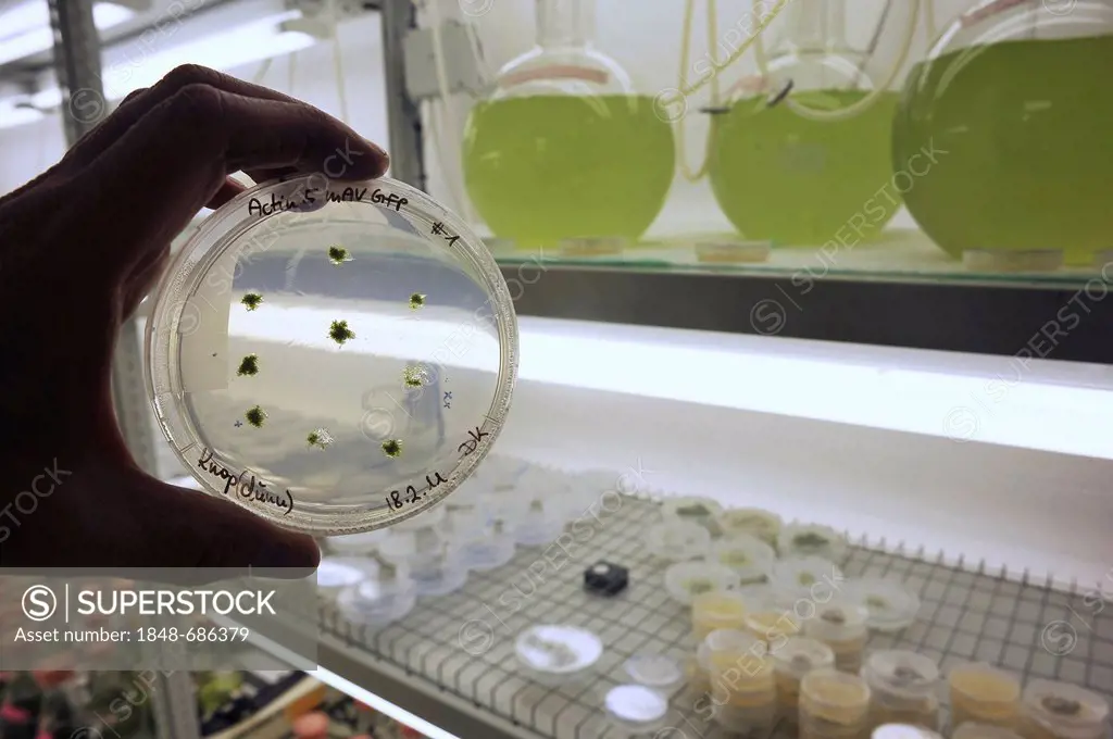 Scientist examining a specimen in a Petri dish with green plants
