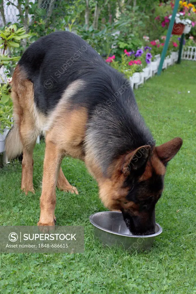 German Shepherd dog drinking water from a bowl in a garden