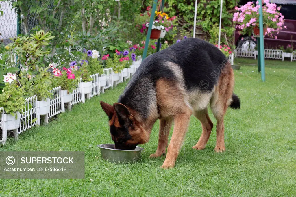 German Shepherd dog drinking water from a bowl in a garden