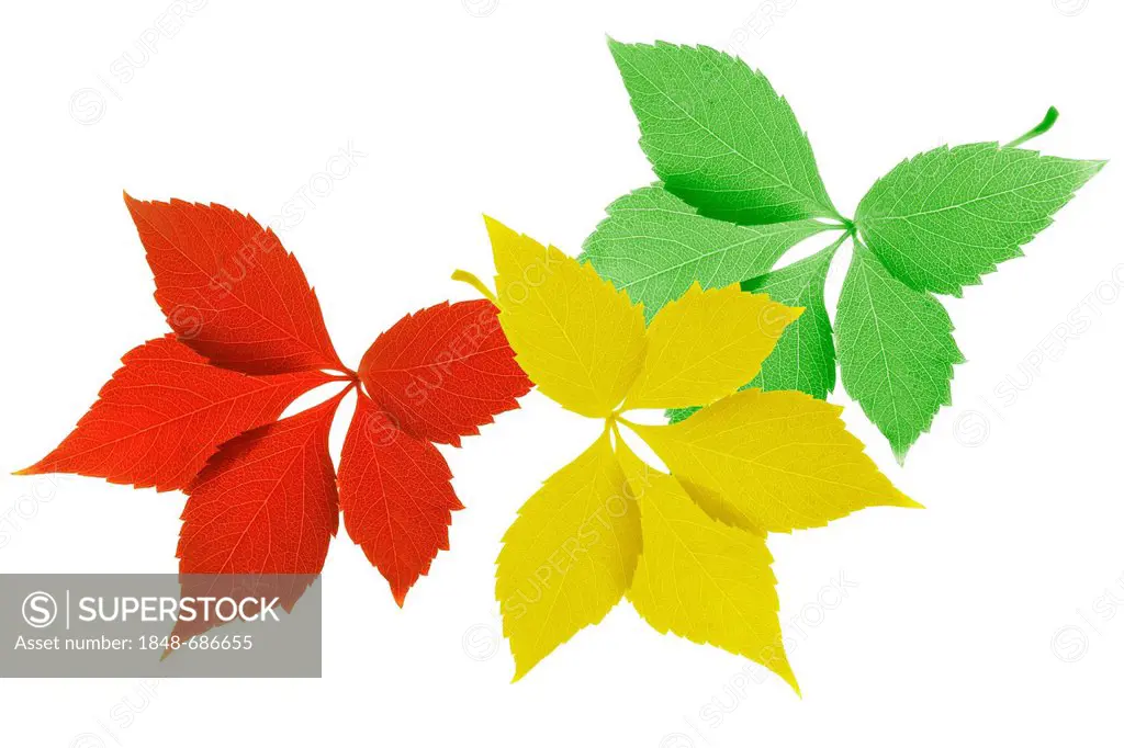 Illustration, colourful autumn leaves