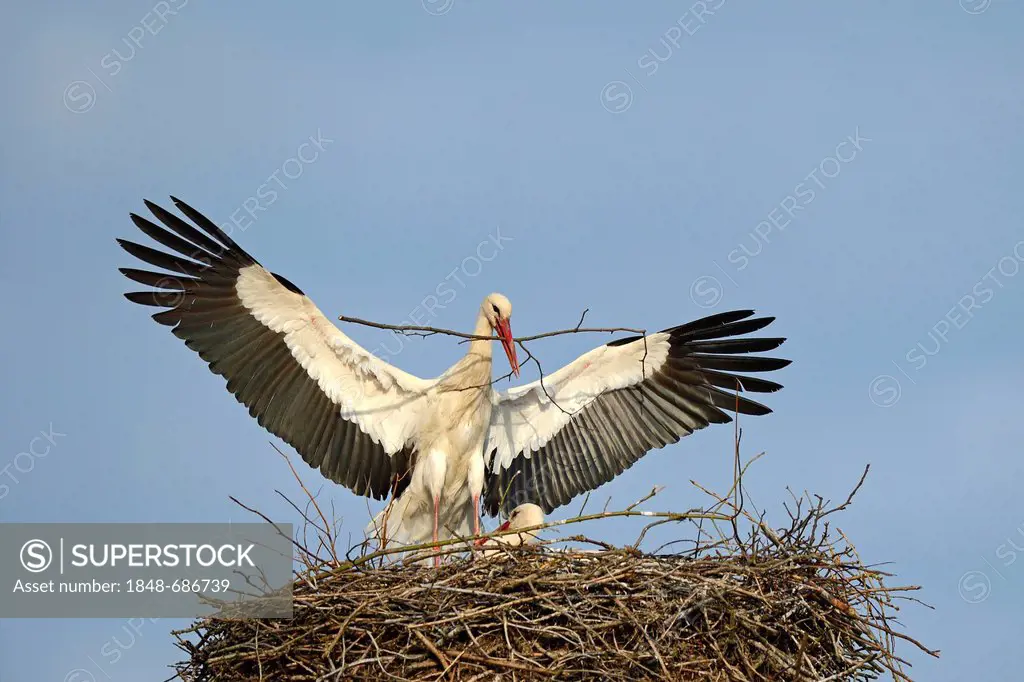 White Stork (Ciconia ciconia), bringing nesting material to the nest, stork village of Linum, Brandenburg, Germany, Europe, PublicGround