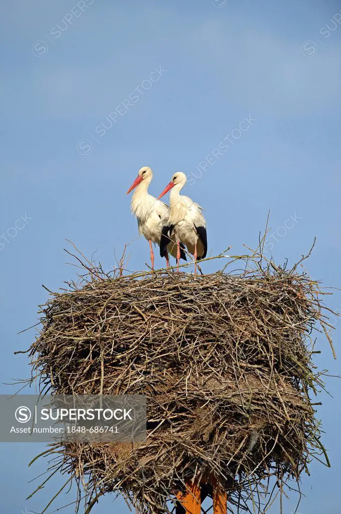 White Storks (Ciconia ciconia), perched on nest, stork village of Linum, Brandenburg, Germany, Europe, PublicGround