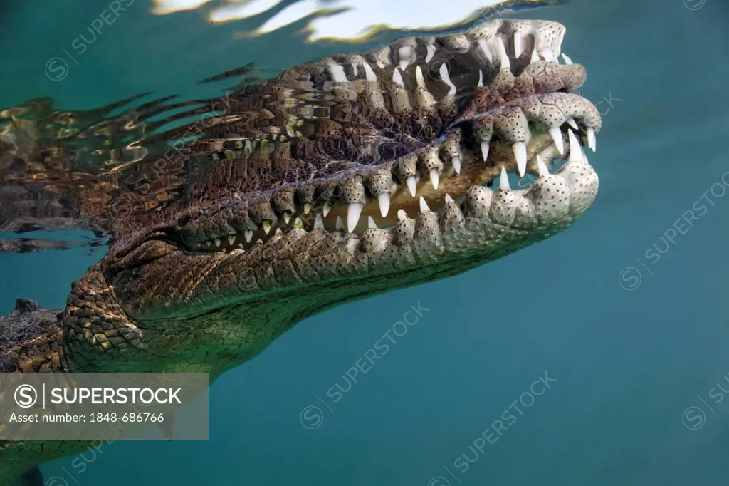 American crocodile (Crocodylus acutus), head, mouth, set of teeth, underwater, close to surface, refection, Republic of Cuba, Caribbean Sea, Central A...