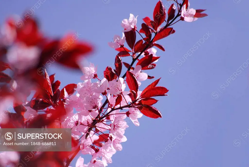 Cherry plum (Prunus cerasifera Nigra) blossom