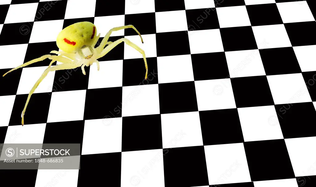 Yellow spider on a chessboard or chequerboard