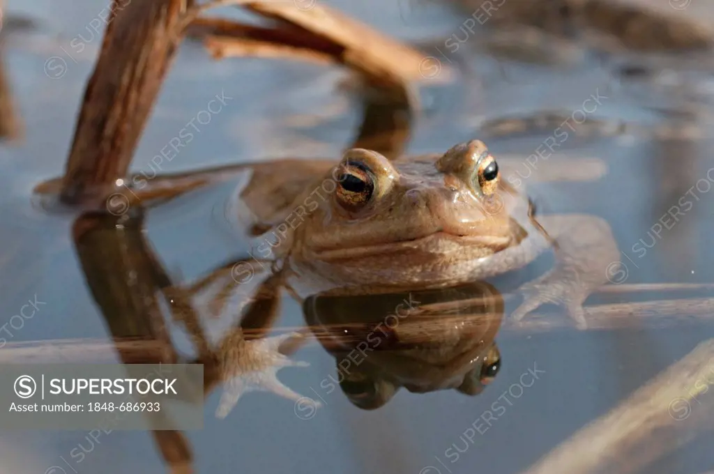 Common toad (Bufo bufo), Germany, Europe