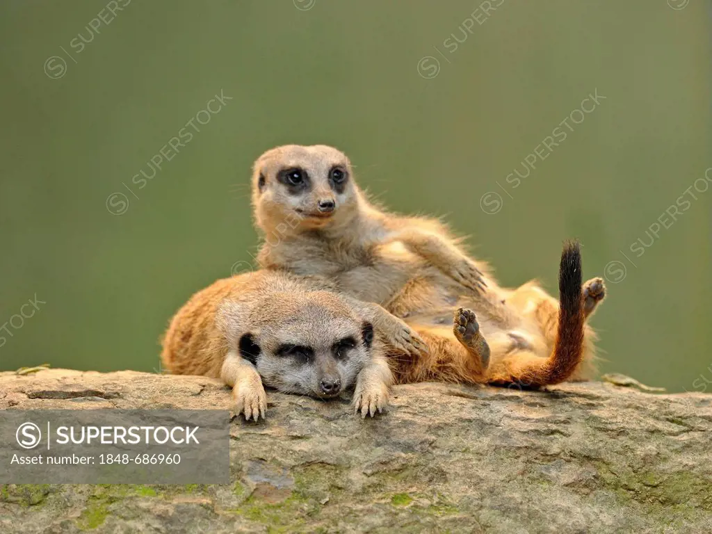 Meerkats (Suricata suricatta), juveniles