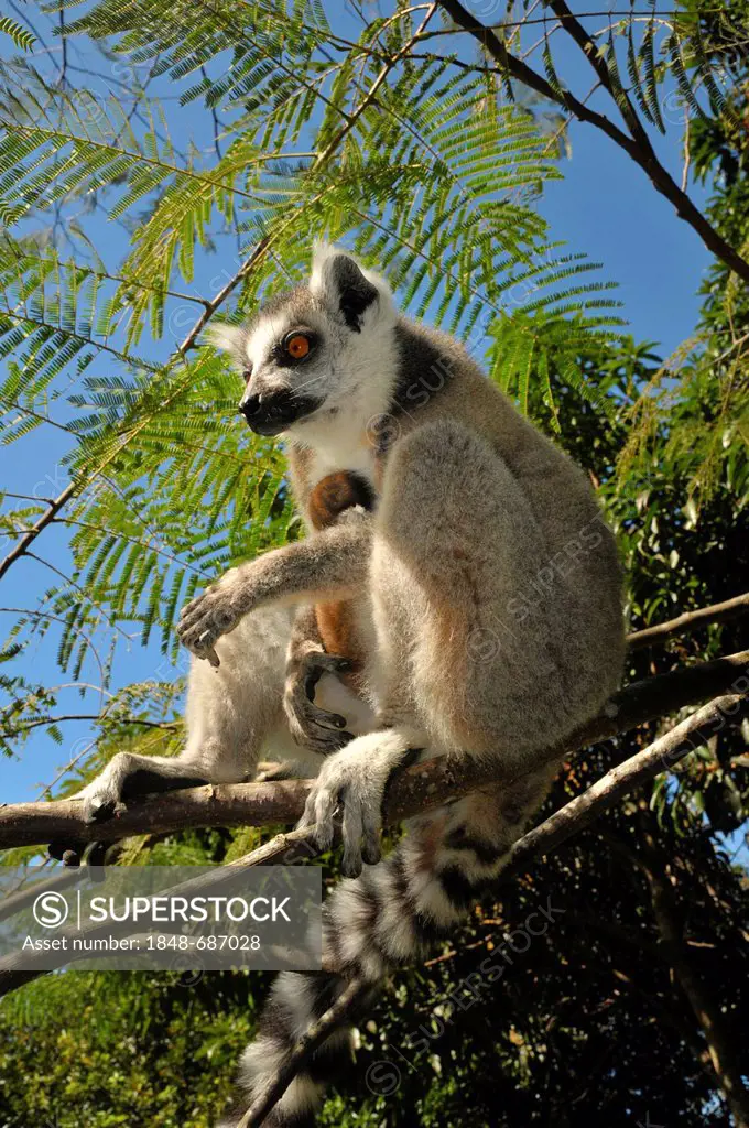Ring-tailed lemur (Lemur catta) in the dry forests in the south of Madagascar, Africa, Indian Ocean
