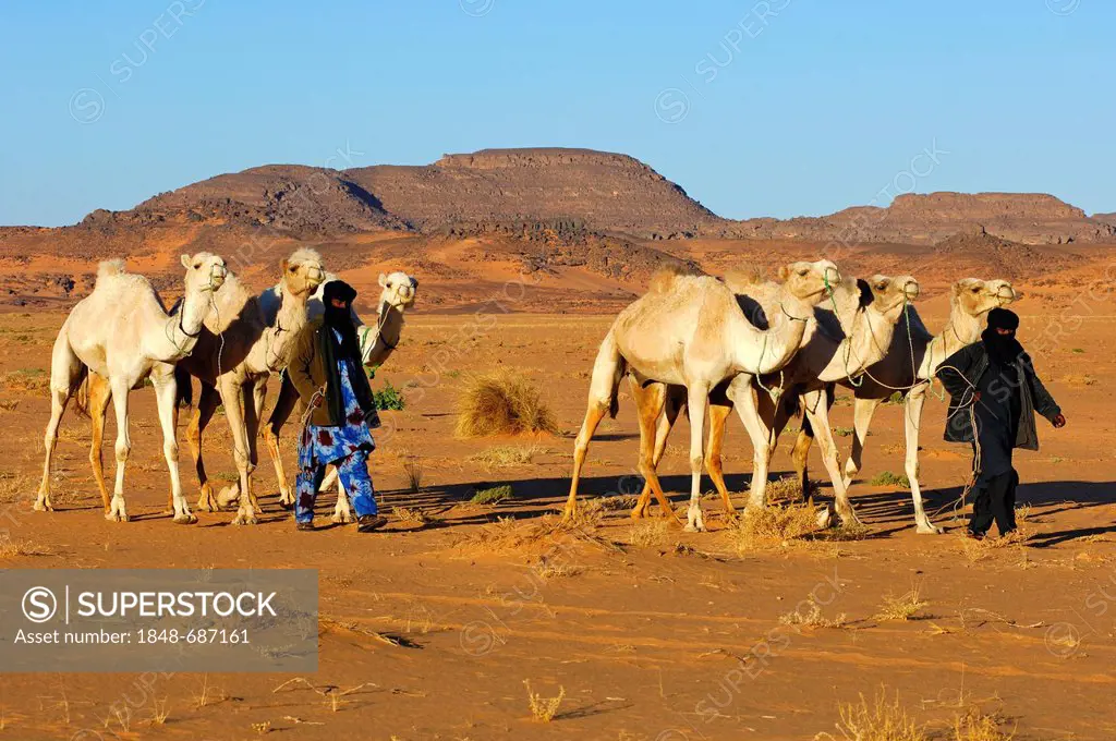 Tuareg nomads bringing their herd of dromedaries back home from the pasture in the desert, Sahara, Libya, North Africa, Africa