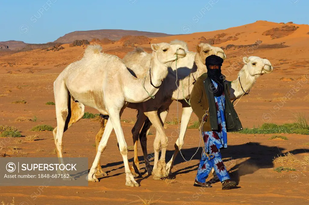 Tuareg nomad bringing his dromedaries back home from the pasture in the desert, Sahara, Libya, North Africa, Africa