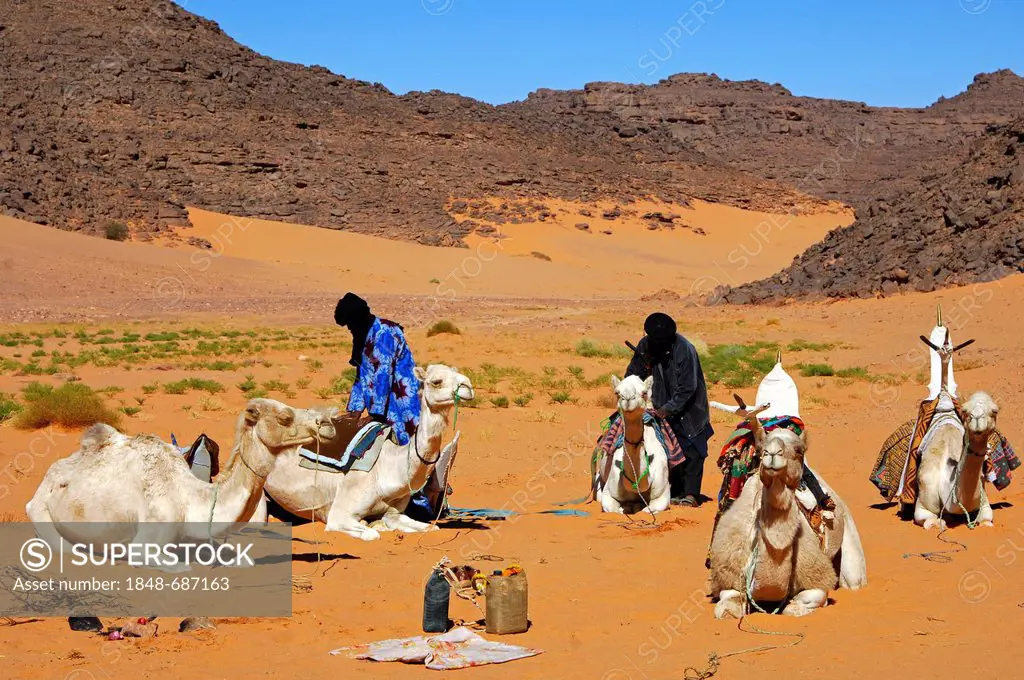 Tuareg camp with dromedaries, Sahara, Libya, North Africa, Africa
