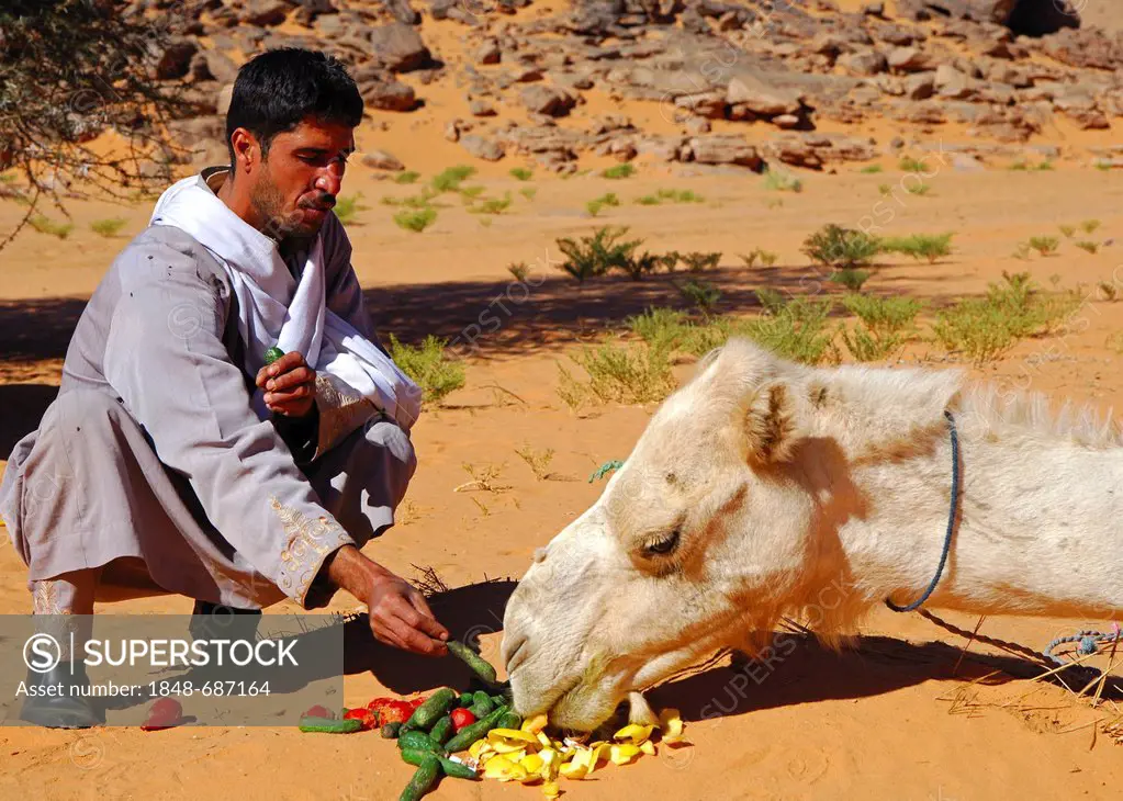 Arab man feeding a hungry dromedary vegetables, Sahara, Libya, North Africa, Africa