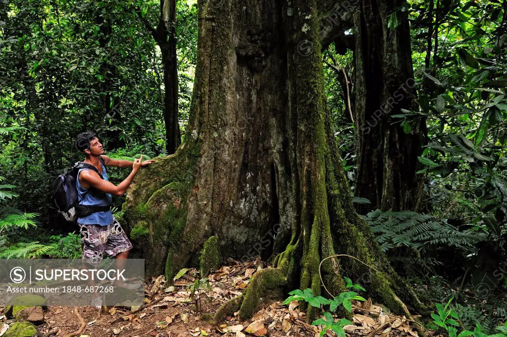 Guide showing buttress roots in the jungle, Moorea, Windward Islands, Society Islands, French Polynesia, Pacific Ocean