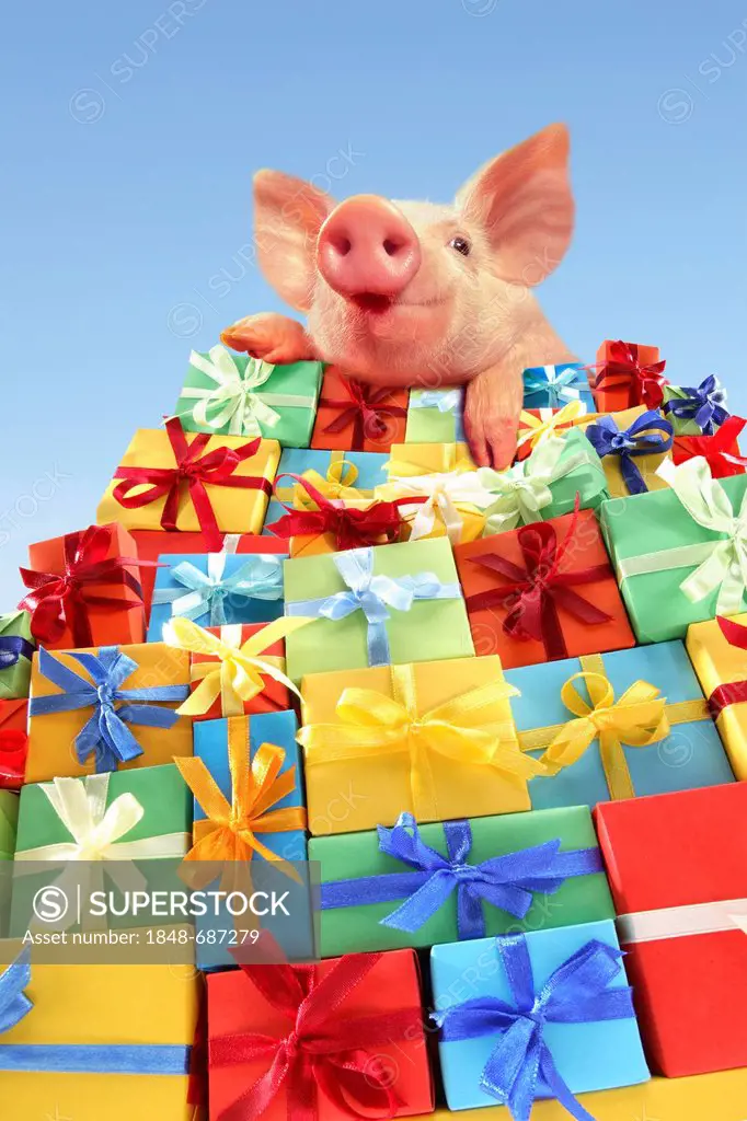 Piglet lying on a mountain of gifts