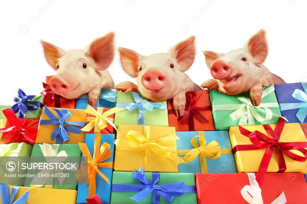 Three piglets lying on a mountain of gifts