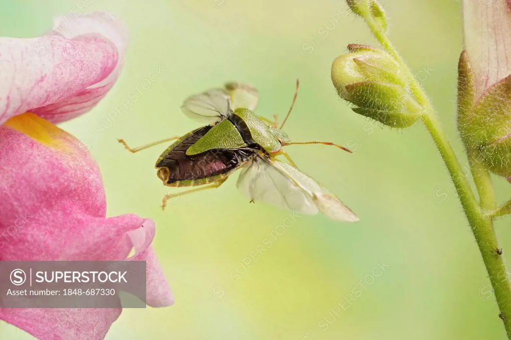 Common Green Shieldbug (Palomena prasina), in flight