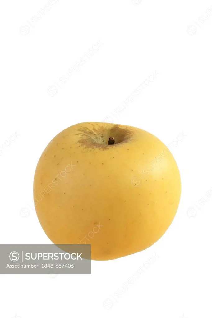 Apple (Malus domestica), Golden Noble variety
