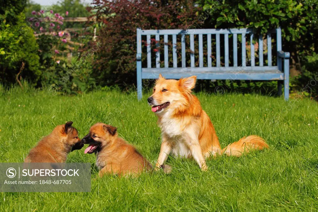 Female Icelandic Sheepdog (Canis lupus familiaris) with puppies playing in a garden