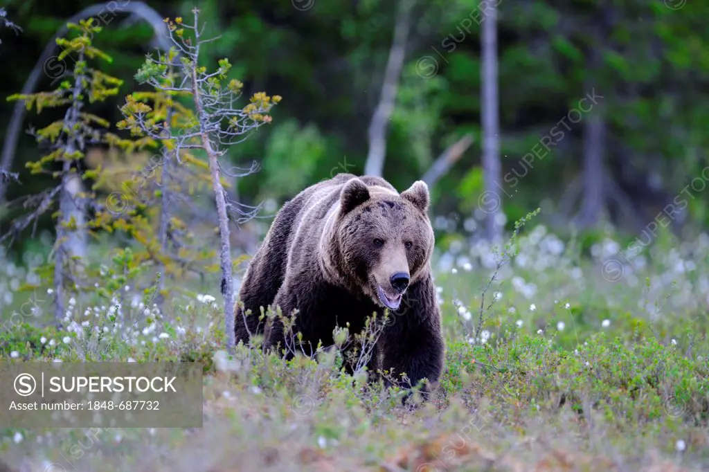 Brown bear (Ursus arctos), Finnish marshland with cotton grass, Karelia, eastern Finland, Finland, Scandinavia, Europe