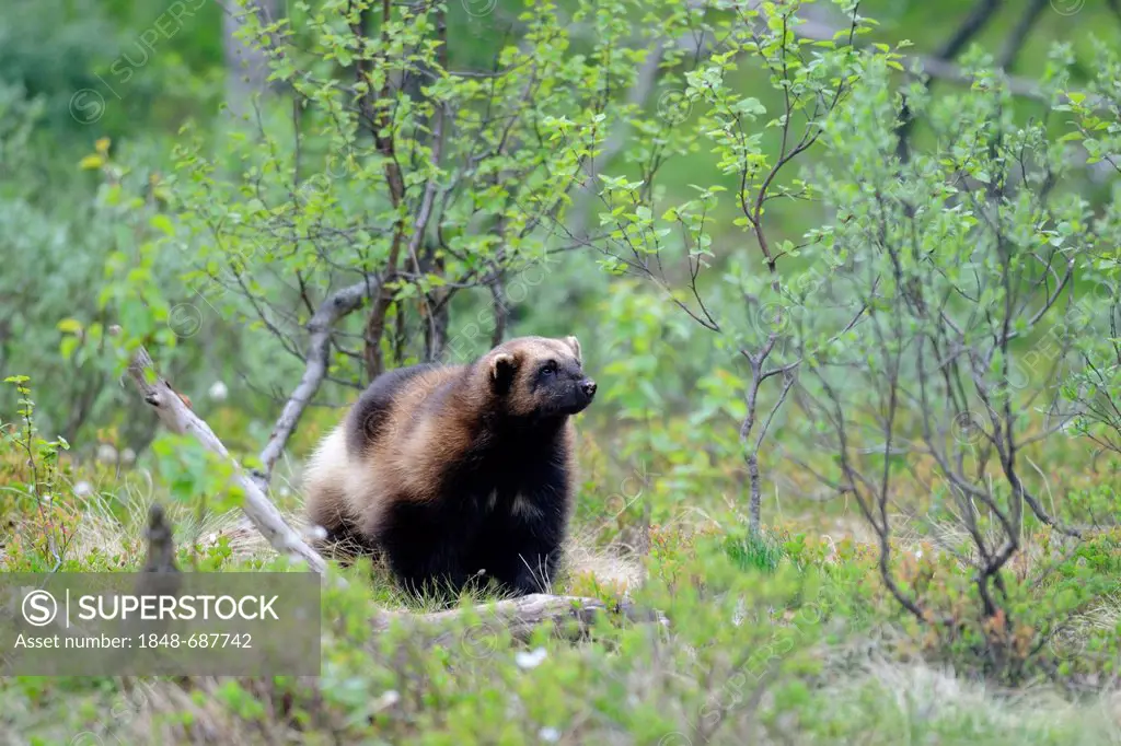 Wolverine, glutton, carcajou, skunk bear, quickhatch, or gulon (Gulo gulo), Troms, Northern Norway, Norway, Scandinavia, Eoropa