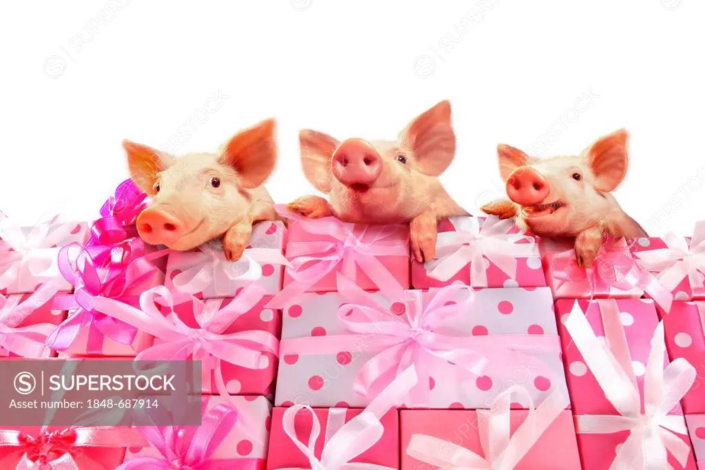 Three piglets on a stack of pink gifts