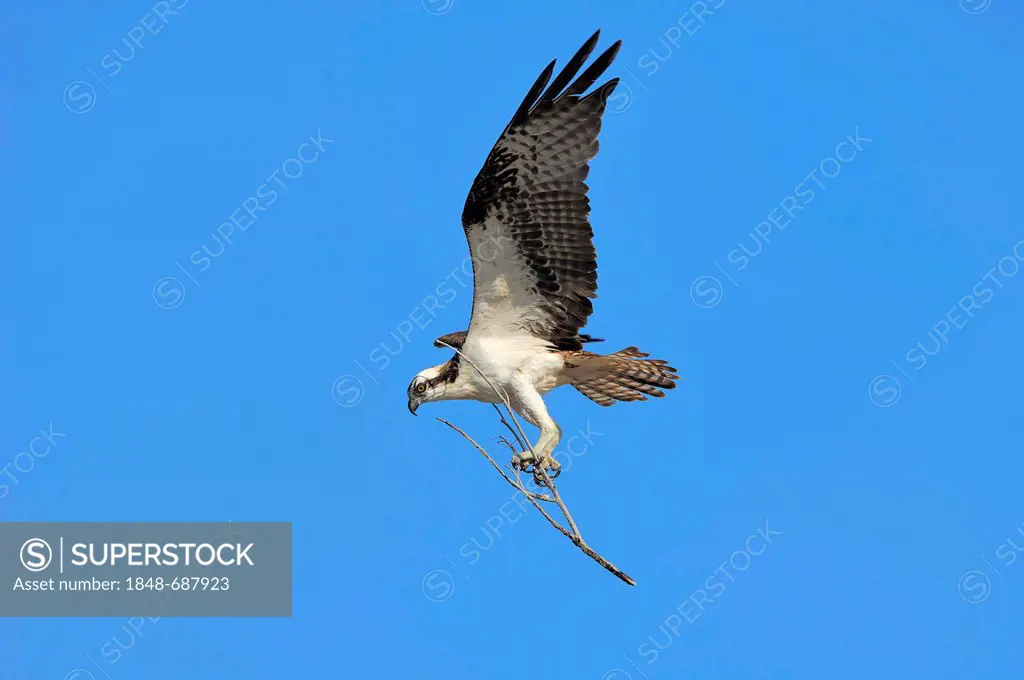 Osprey (Pandion haliaetus), in flight with nisting material, Everglades National Park, Florida, USA
