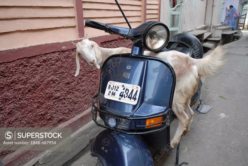 Goat on a scooter, Dungarpur, Rajasthan, India, Asia