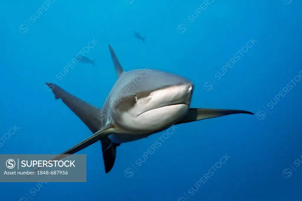 Galapagos Shark (Carcharhinus galapagensis), Teodoro Wolf Island or Wenman Island, Galapagos Islands, Pacific