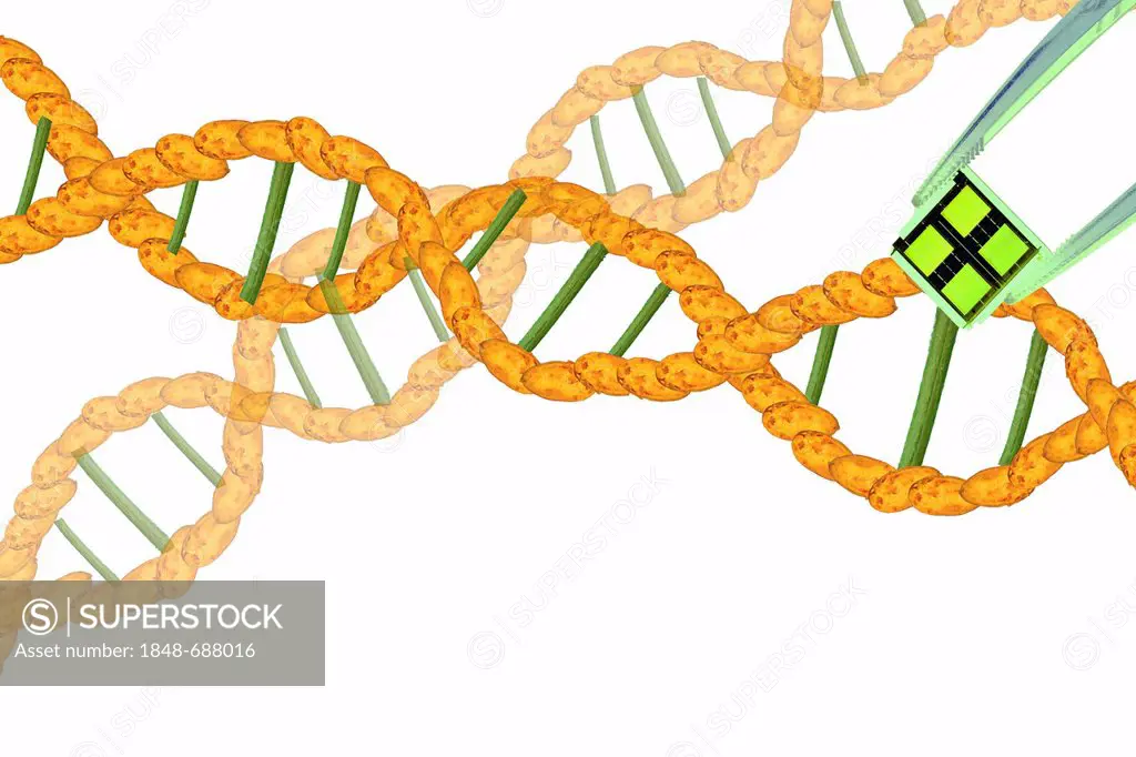 DNA strands from potatoes with chip in the foreground