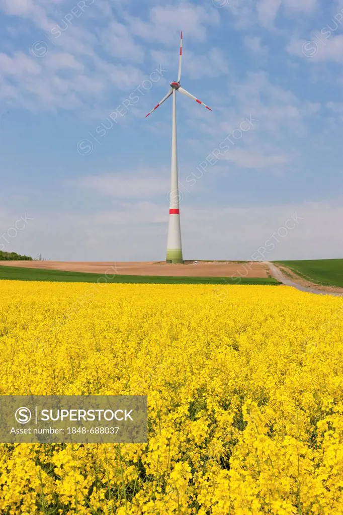 Wind turbine, wind energy plant, with a canola field, Hesse, Germany, Europe