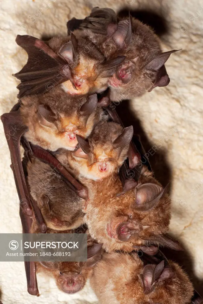 Greater Horseshoe Bat (Rhinolophus ferrumequinum), Meheley's Horseshoe Bat (Rhinolophus mehelyi) and Common Bent-wing Bat, Schreiber's Long-Fingered B...