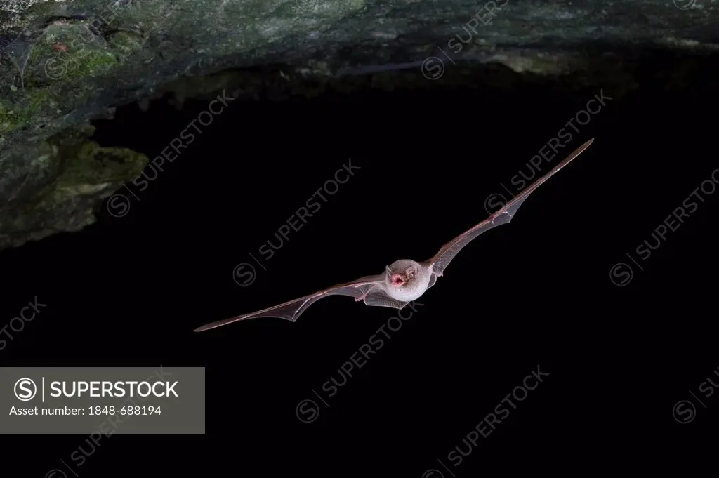 Common Bent-wing Bat, Schreiber's Long-Fingered Bat or Schreiber's Bat (Miniopterus schreibersii) in flight, Thuringia, Germany, Europe