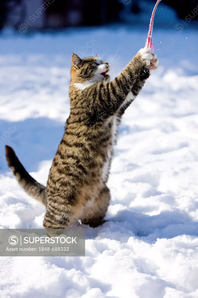 Tabby cat in the snow, having caught a string with its paws, North Tyrol, Austria, Europe