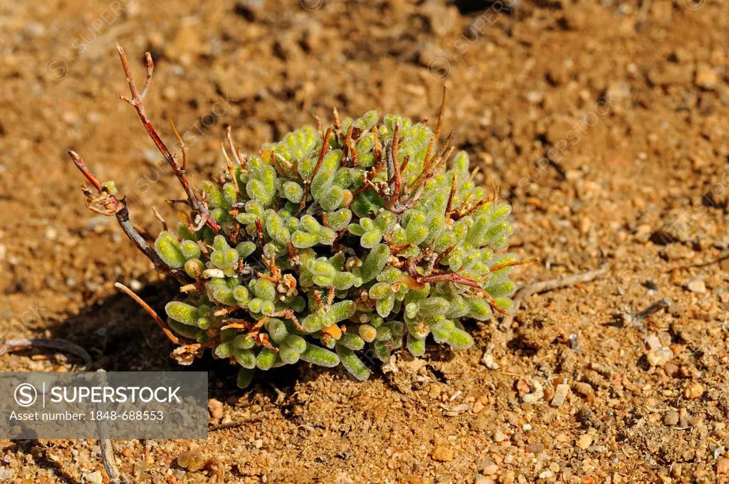 Rosae Ice Plant (Drosanthemum hispidum) in its natural habitat, with water-filled glittering bladder cells and rounded leaf tips, Aizoaceae, Mesembs, ...