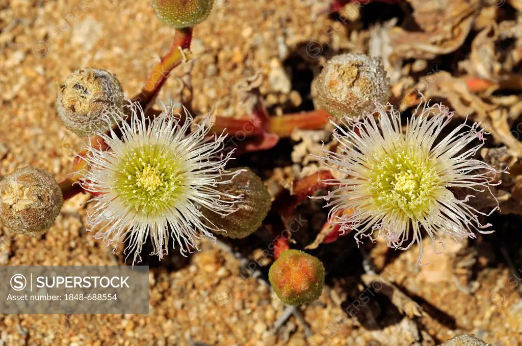 Flowering Ice Plant (Mesembryanthemum sp.) in its natural habitat, Aizoaceae, Mesembs, Goegap Nature Reserve, Namaqualand, South Africa, Africa