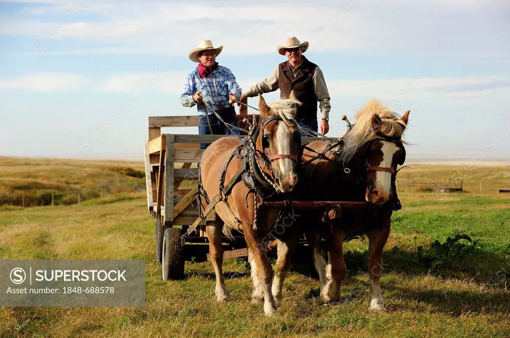 Two cowboys standing on the coach box of a horse-drawn carriage, Saskatchewan, Canada