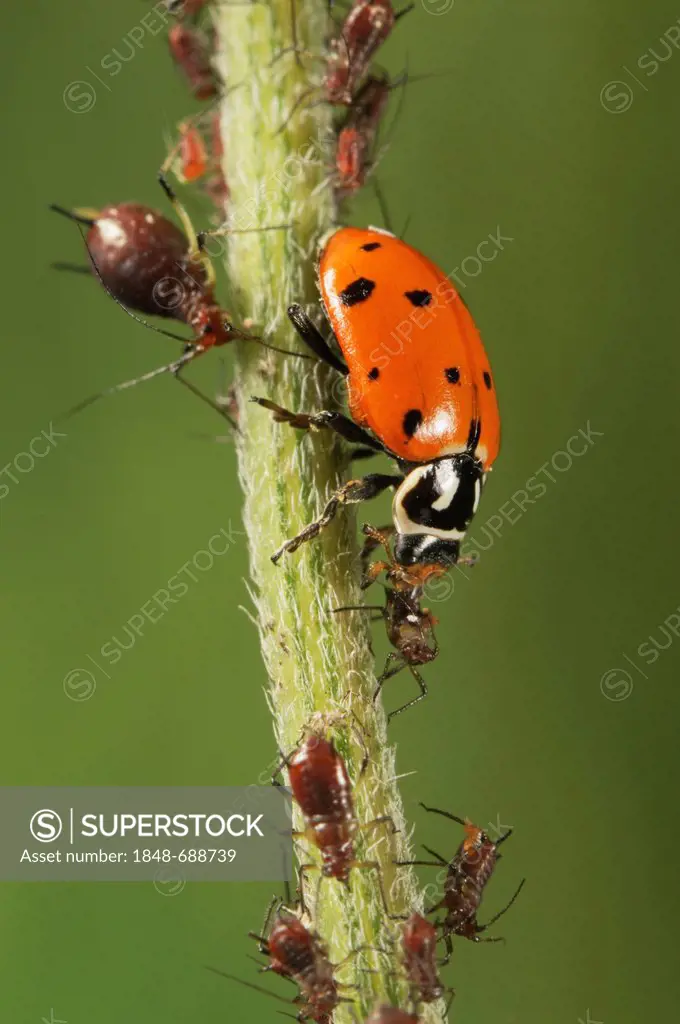 Convergent Ladybug (Hippodamia convergens), adult eating Aphids (Aphidoidea), Laredo, Webb County, South Texas, USA, America