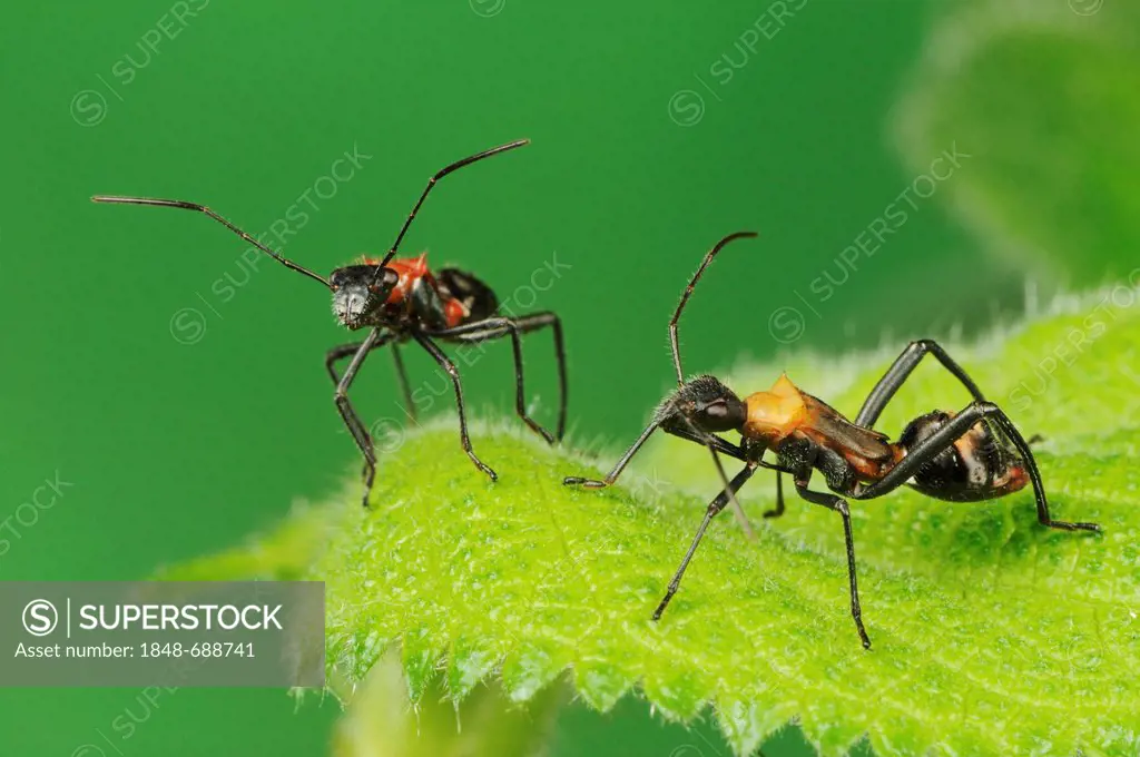 Broad-headed Bug (Hyalymenus tarsatus), nymphs on leaf, ant mimicry, Comal County, Hill Country, Central Texas, USA, America