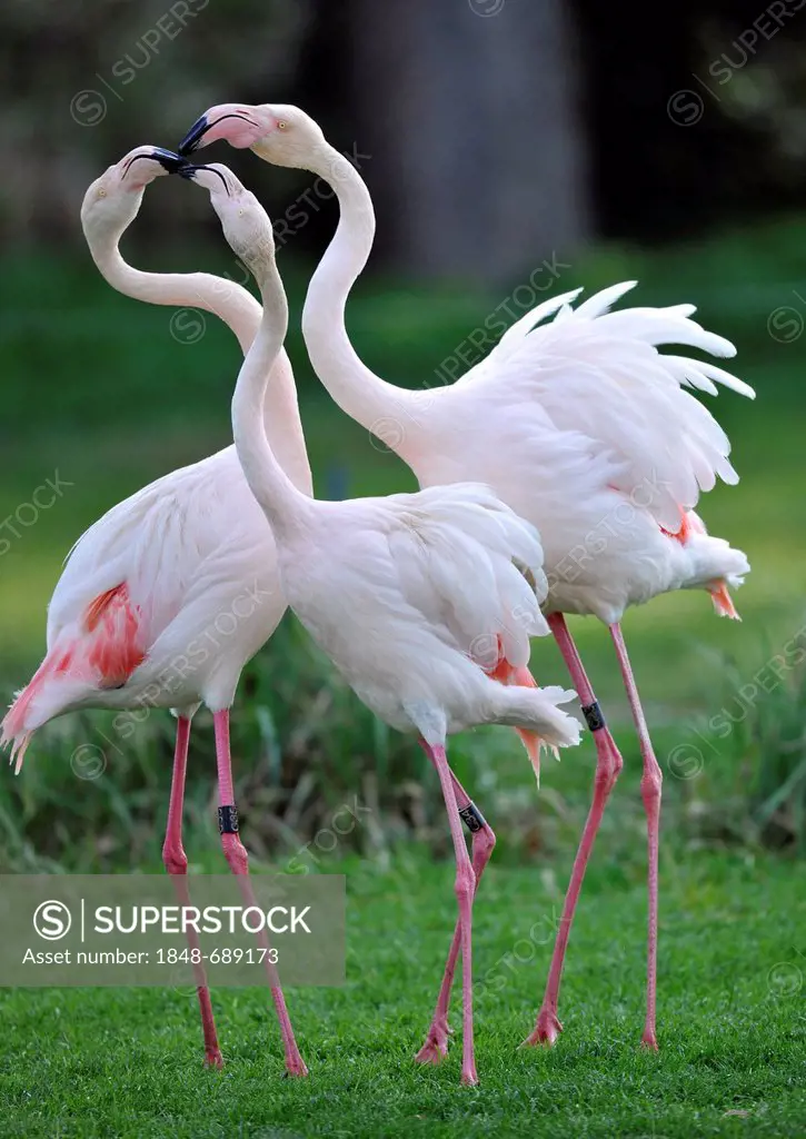 Fighting Pink Flamingos (Phoenicopterus ruber roseus)
