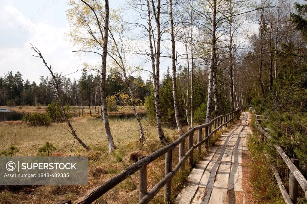 Wooden footpath, hiking trail, Naturschutzgebiet Wildseemoor nature reserve, Kaltenbronn, Gernsbach, Black Forest, Baden-Wuerttemberg, Germany, Europe