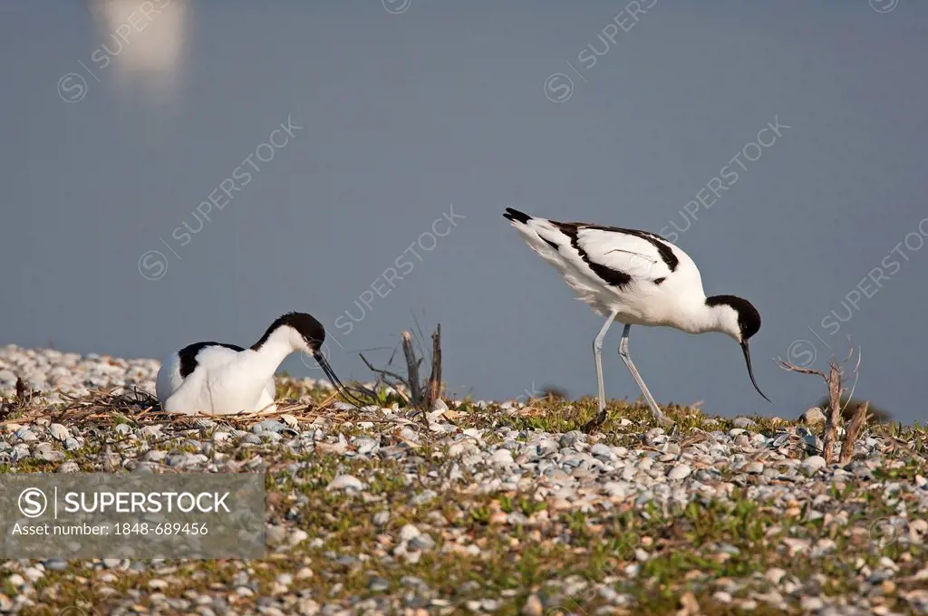 Pied avocets (Recurvirostra avosetta), male and female at the nest, Texel, The Netherlands, Europe