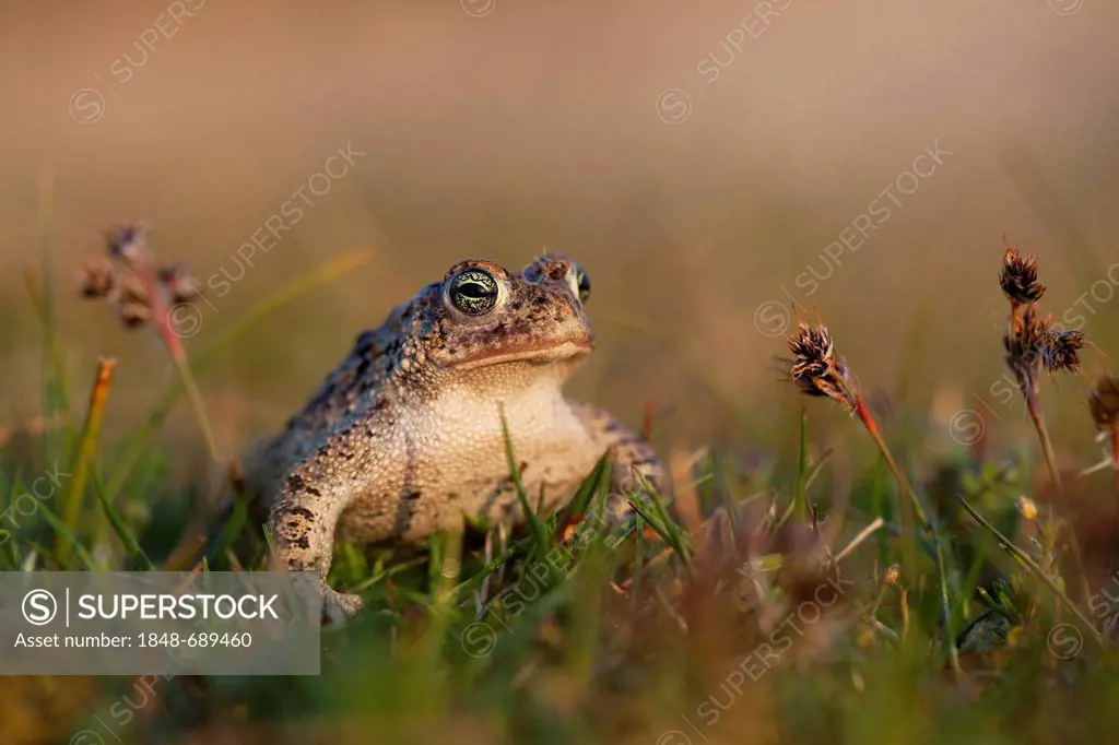 Natterjack Toad (Epidalea calamita syn. Bufo calamita), Texel, The Netherlands, Europe