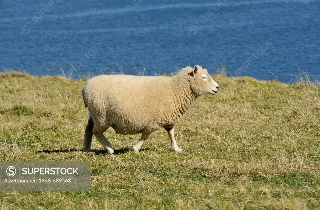 Domestic Sheep (Ovis orientalis Aries) in front of the sea in Tauranga, North Island, New Zealand