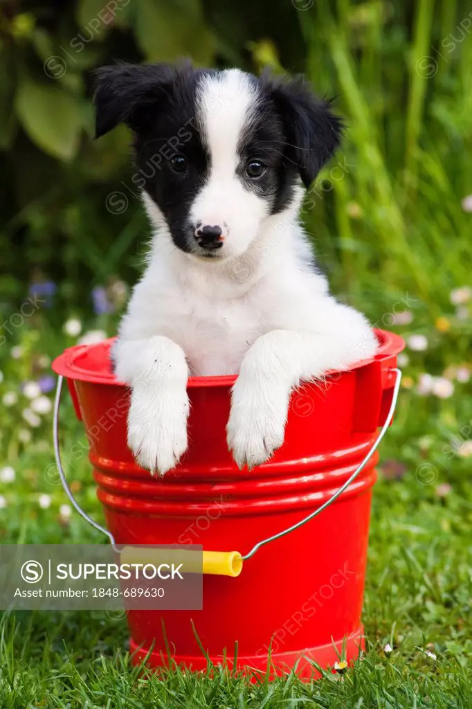 Border collie, puppy sitting in a red bucket