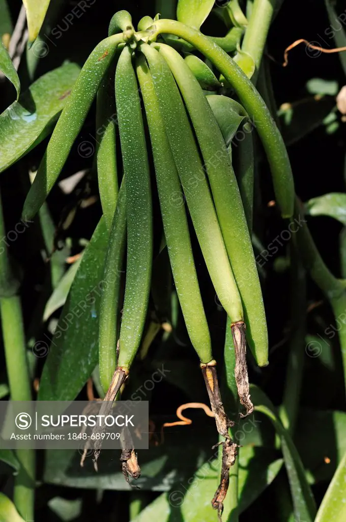 Vanilla Orchid (Vanilla planifolia), vanilla production, greenhouse, Moorea, Windward Islands, Society Islands, French Polynesia, Pacific Ocean